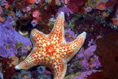 19 Bizarre And Beautiful Starfish Species In 2020 Starfish Species