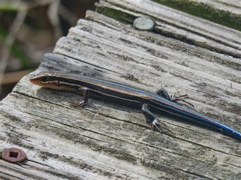5 Lined Skink Nature Walks With Judy