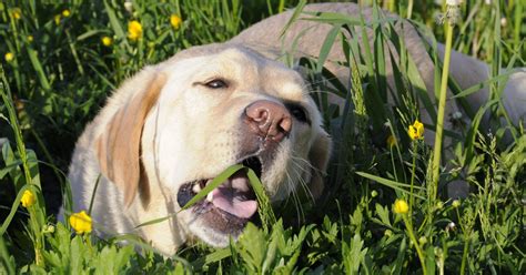 Why Do Dogs Eat Grass Discover The Real Reasons Uk Pets