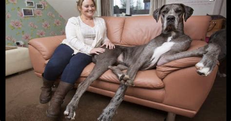 Britains Largest Dog Is About To Break A World Record