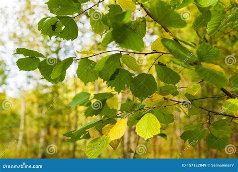 Birch Grove In Autumn Birch Branches With Colorful Leaves Natural