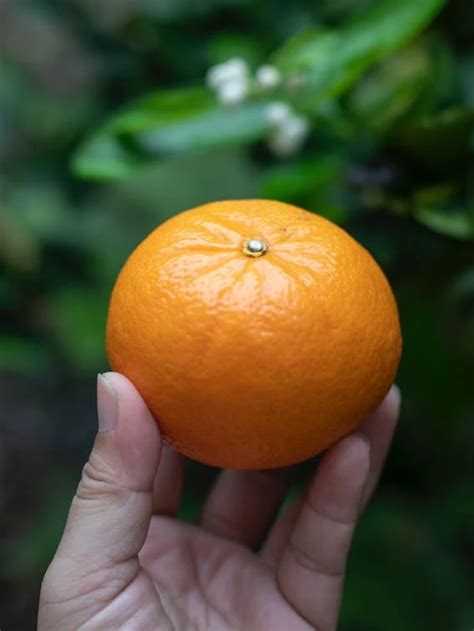 Orange Vs Tangerine Six Important Differences
