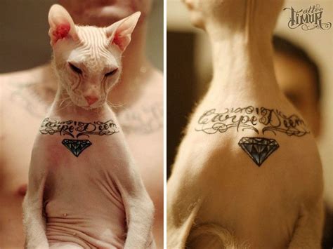 Hairless Cat With Tattoos