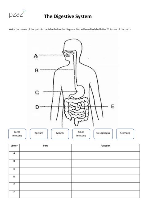 The Digestive System Digestive System Labelling Science Year 4