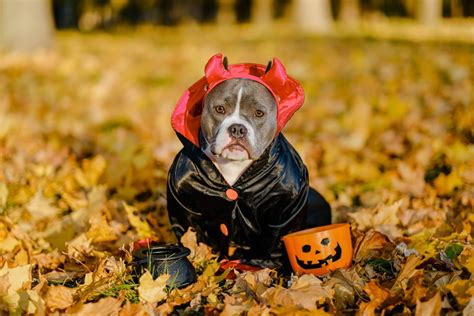 11 Adorable Large Dog Halloween Costumes