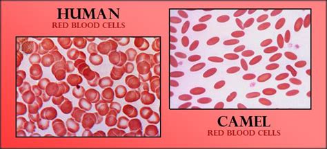 Nucleated Red Blood Cells