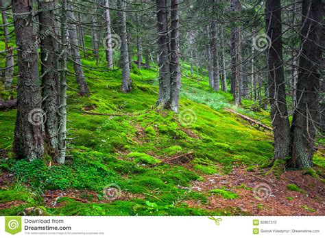 Green Pine Forest Stock Photo Image Of Scenic Foliage 82867310