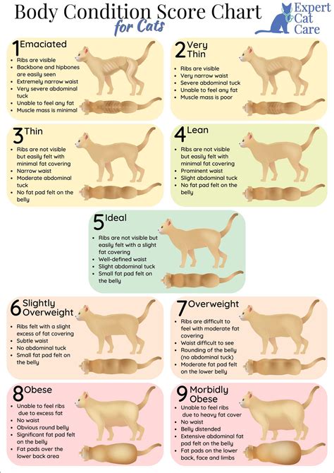 Cat Body Condition Score Chart How To Score Your Cat 1 9