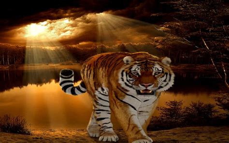 Hd Tiger Sunset Wallpaper Download Free 110386