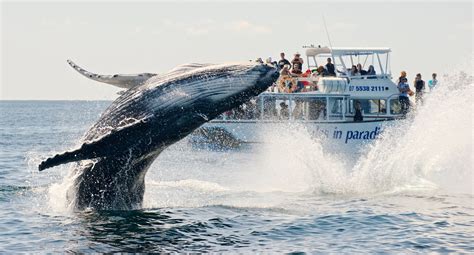 Half Day Whale Watch Whale Watch Tour Bookings