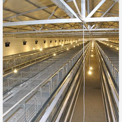 Pullet Chicken Cage For Sale Automatic Pullet Cage Systems Poultry Battery Cage Manufactures