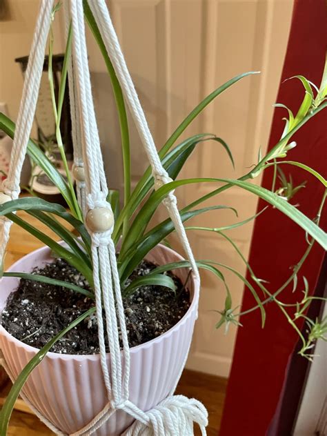 Five Types Of Spider Plants For Your Indoor Garden Dengarden