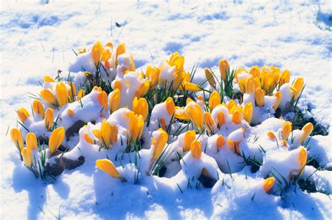 Yellow Crocus In The Snow Spring In Sweden Feeling Positive Positive