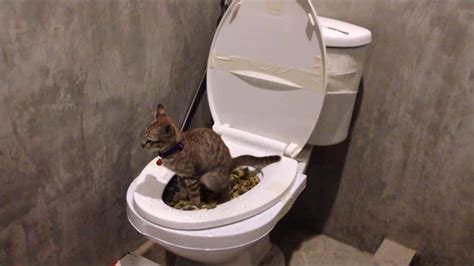 Daya First Poop With Cat Toilet Training Kit เดญ่า หัดเข้าใช้โถ