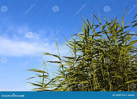 Reed Green Plants Stock Image Image Of Reed Nature 18207133