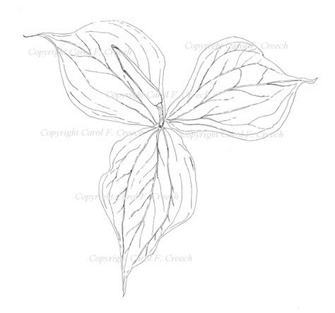 Trillium Drawing At Getdrawings Free Download