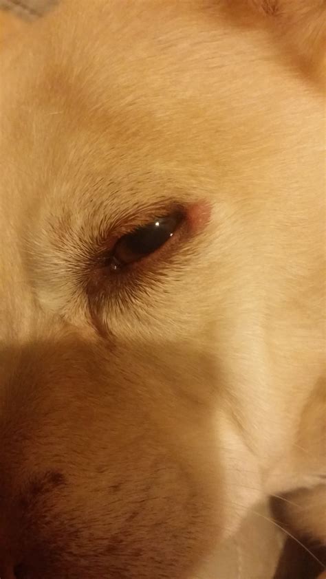 I Noticed A Small Bump On The Outer Corner Of My Dogs Eye Small Bump