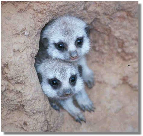 Two Cute Baby Meerkats Aww