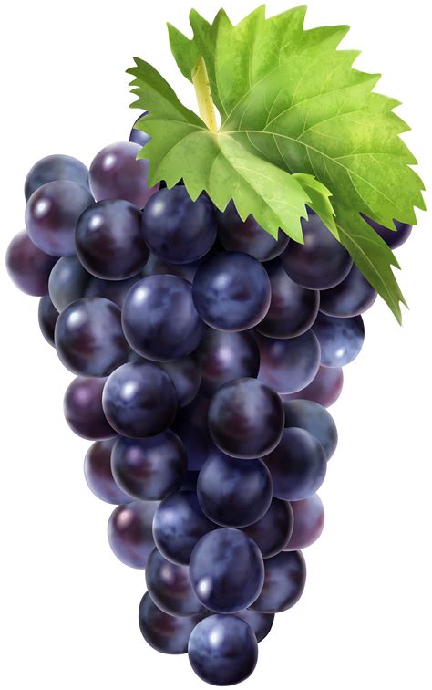 Png Grapes And Free Grapespng Transparent Images 59036 Pngio