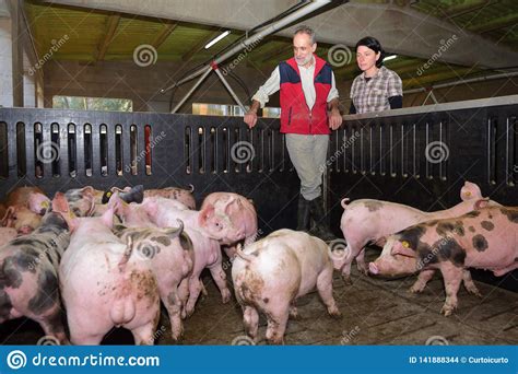 Couple Of Farmers On A Pig Farm Stock Photo Image Of Nature Inside