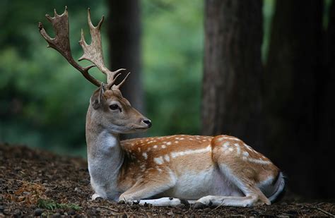 The Living Forest 477 Fallow Deer Photo And Image Nature Animals