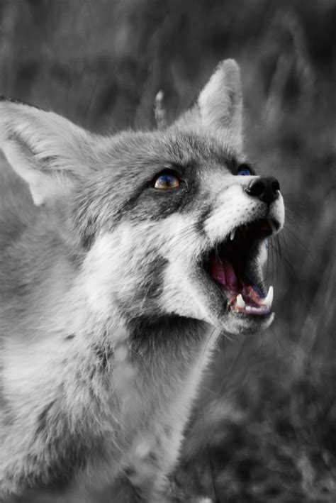 Fox Black And White Photo Poster Canvas Or Hard Foam 15x10 Etsy