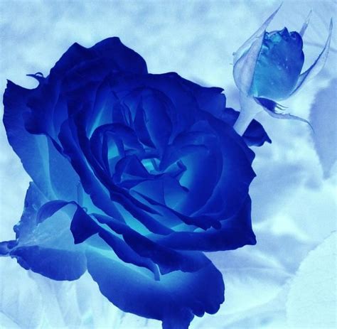 Pin By Maria Eugenia Mayen On Blue Blue Rose Picture Flowers Blue Roses