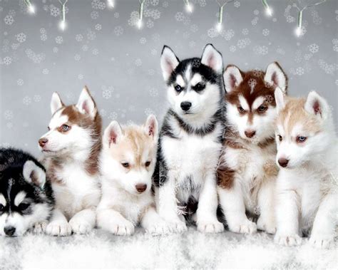Check spelling or type a new query. Husky Puppy Winter Wallpapers - Wallpaper Cave