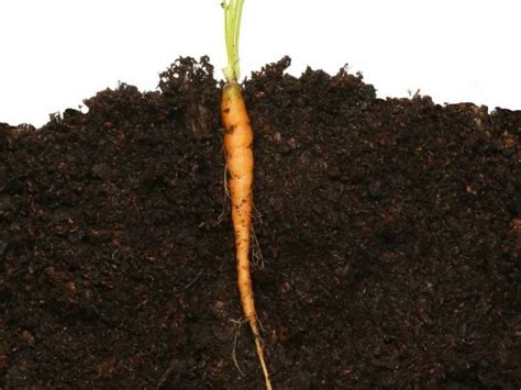25 Examples Of Plants With Taproots Root System
