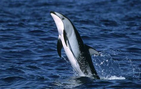 Pacific White Sided Dolphin Northwest Wildlife Preservation Society