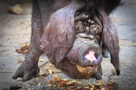 Es gehört damit zur familie der echten schweine aus der ordnung der paarhufer. Hausschwein - domestic pig - bildmagnet.com