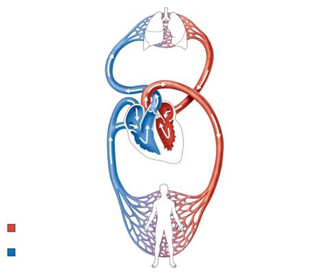 Cardiovascular System Diagrams 101 Diagrams