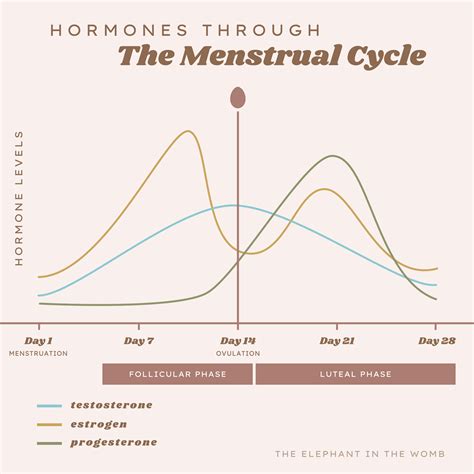 phases of the menstrual cycle — the elephant in the womb