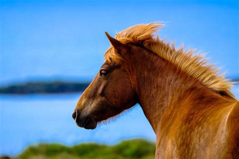 Brown Horse · Free Stock Photo