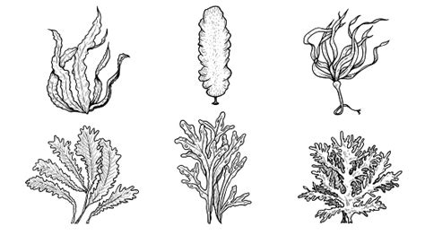 Gaya Sketsa Yang Digambar Tangan Berbagai Set Rumput Laut Terbaik Untuk