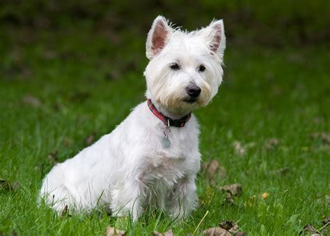 West Highland White Terrier Conheça Esta Raça De Cães E As Suas