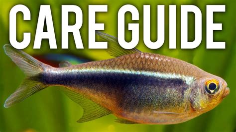It's best to let them reproduce in a special tank since it takes so long for the fry to be able to swim, they might get eaten in a community tank by the other inhabitants. How to Care for Black Neon Tetras - Hyphessobrycon ...