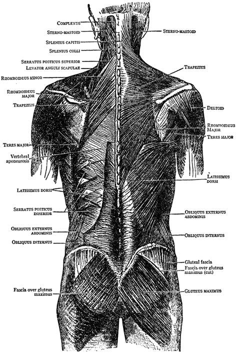 Preferably something that will not come off to easily from sweating while dancing. back muscles cadaver - ModernHeal.com