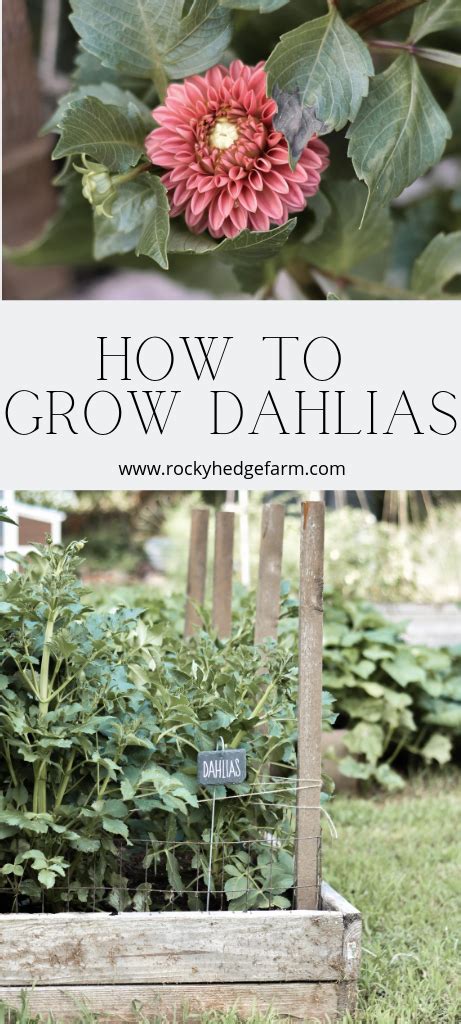 How To Grow And Care For Dahlia With Images Growing Dahlias Dahlia