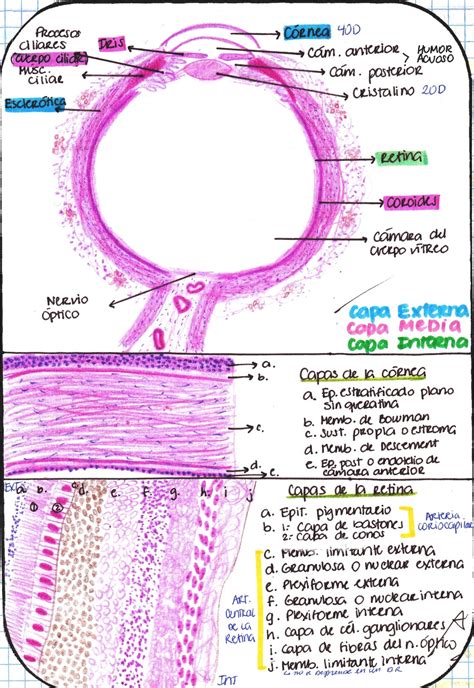 My Notes For Usmle — Histology Of The Eye Retina Layers