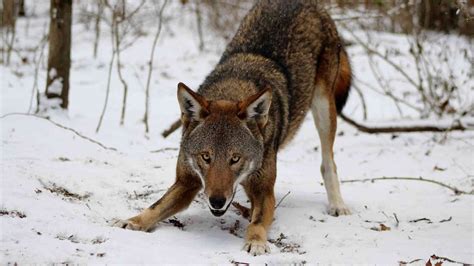 Red Wolf Revival Triumph Of A Species And Ecosystems 🌲🐺 Youtube