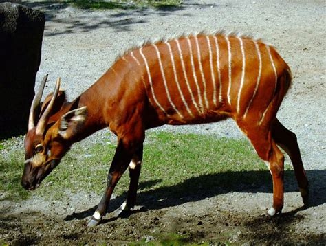 Picture 12 Of 12 Bongo Tragelaphus Eurycerus Pictures And Images