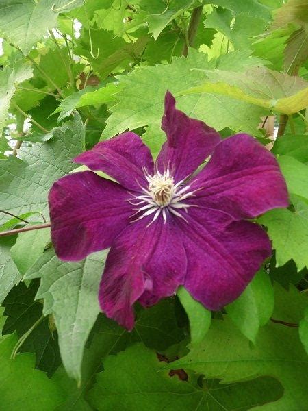 Check spelling or type a new query. Powojnik / Clematis ROUGE CARDINAL - Dammera-Flowers