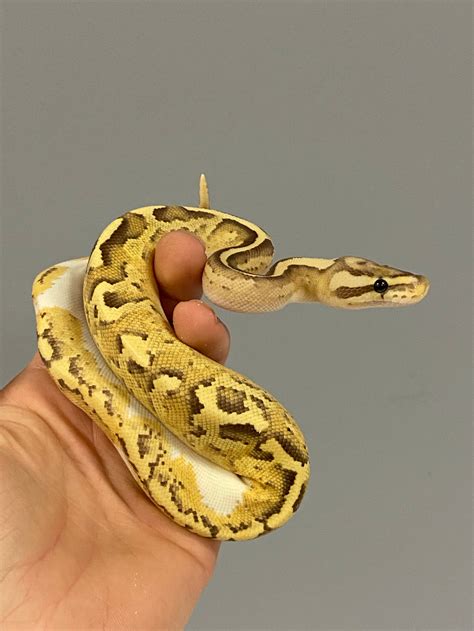 Disco Inferno Ball Python Scales And Tails Of Ohio