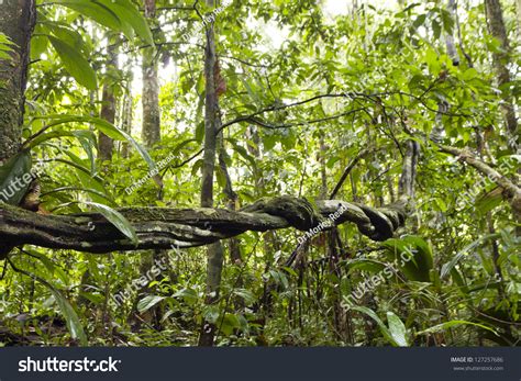 Lianas Winding Through Rainforest Ecuadorian Amazon Stock Photo