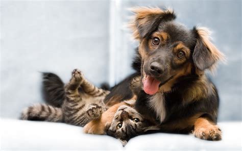 10 Best Dog And Cat Wallpapers Full Hd 1920×1080 For Pc Background 2021