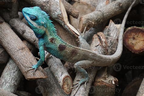 Blue Crested Lizard 721624 Stock Photo At Vecteezy