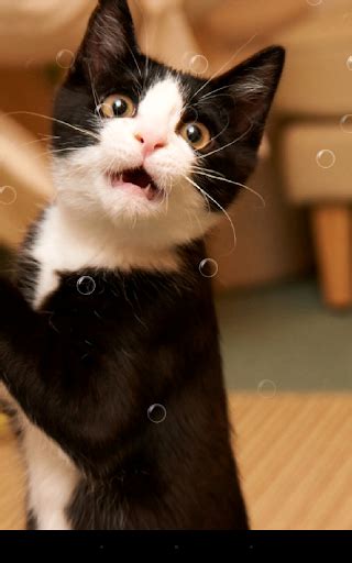 Download Funny Cat Live Wallpaper For Pc