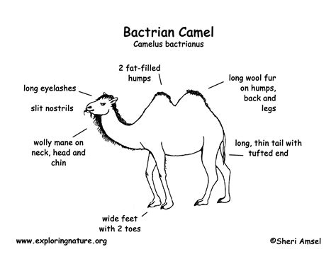 However, they do not store water in them as is commonly believed, though they do serve this a feature of their nostrils is that a large amount of water vapor in their exhalations is trapped and returned to the camel's body fluids, thereby reducing. Camel | Annie-mal website