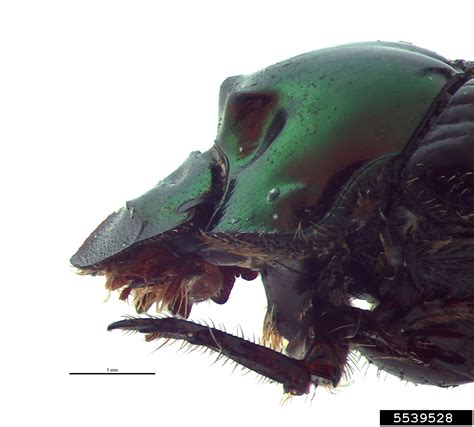 Burrow Dung Beetle Onthophagus Cuniculis Coleoptera Scarabaeidae